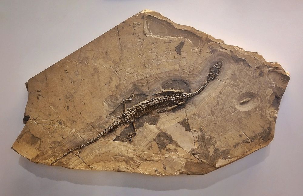 Small marine reptile Neusticosaurus