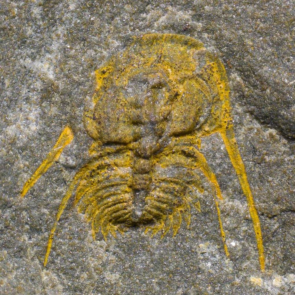 Eccaparadoxides