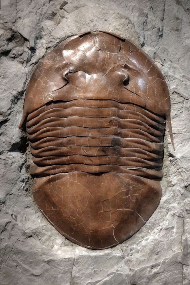 Trilobite Isotelus maximus from Ordovician of Ohio