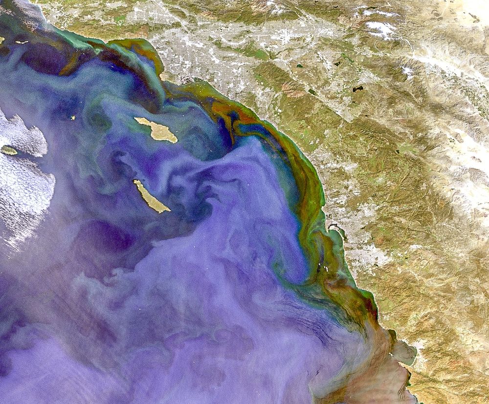 A satellite ocean colour image showing a recent Harmful Algal Bloom in southern California 