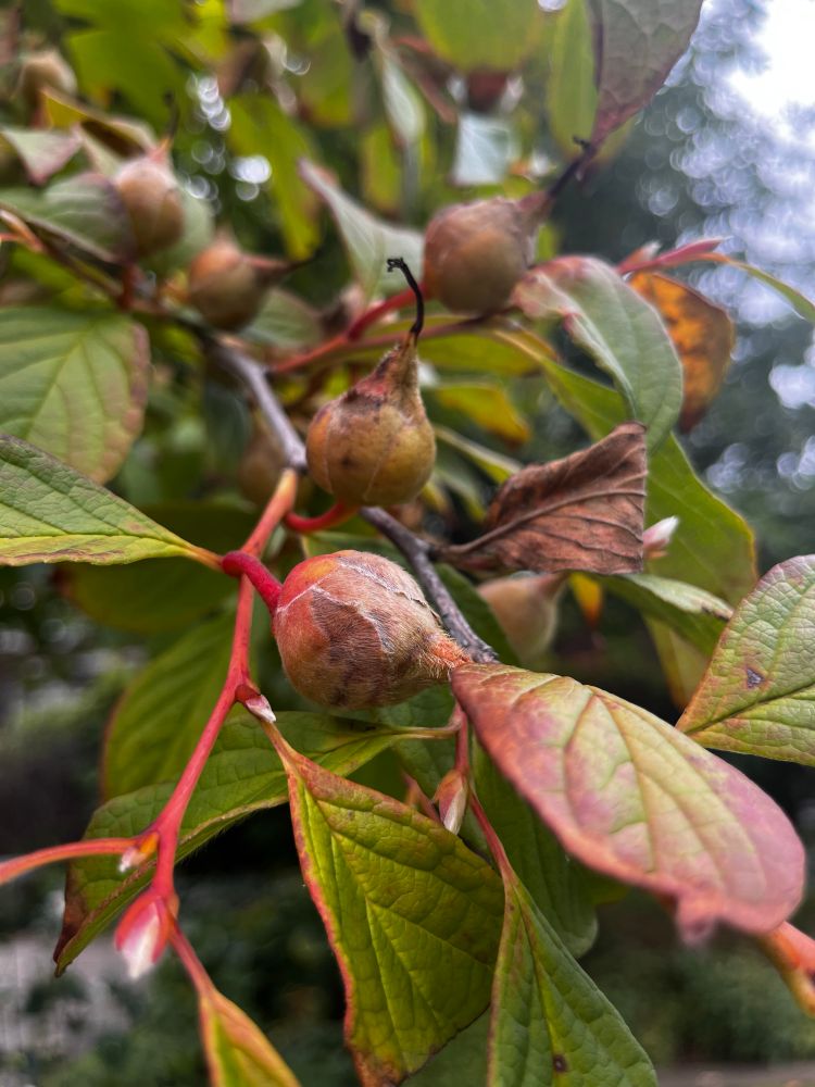 Colorful bulbs and leaves stretching to the sky 