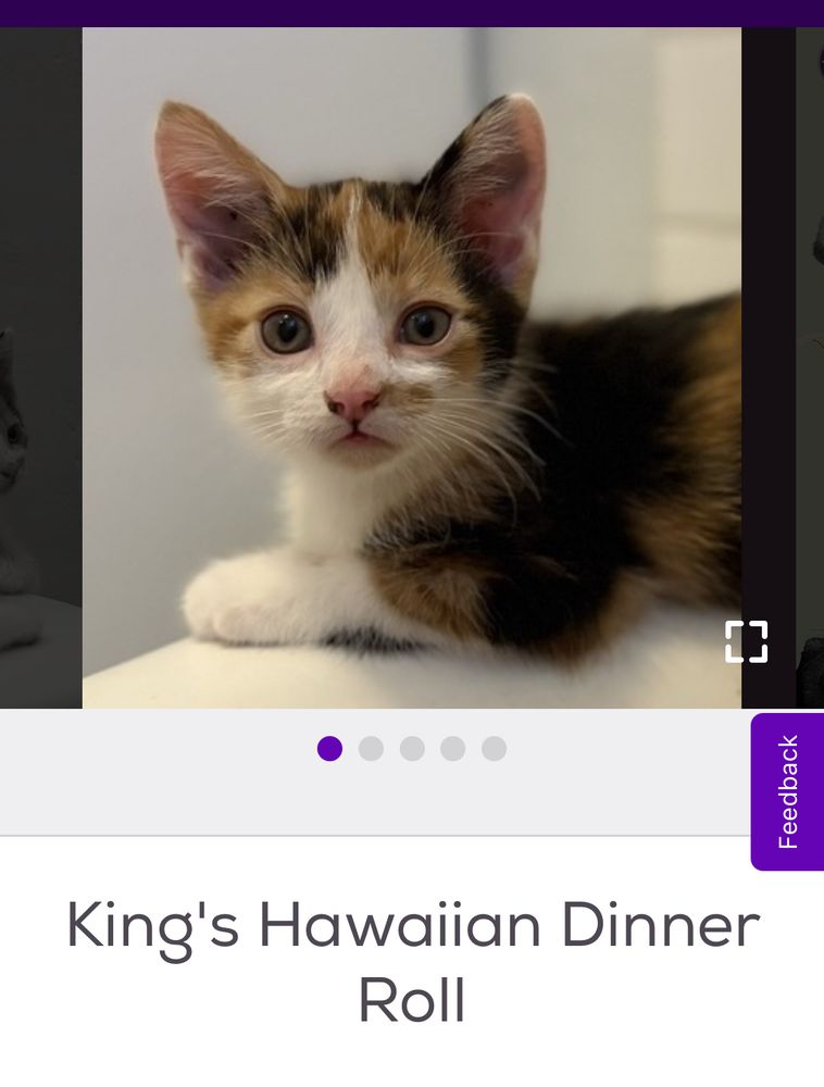 a calico kitten named kings hawaiian dinner roll stares into the camera lens 