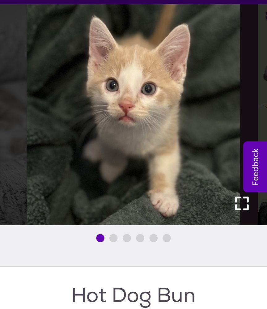 a white and orange kitten with large ears named hot dog bun stands on a fluffy blanket 