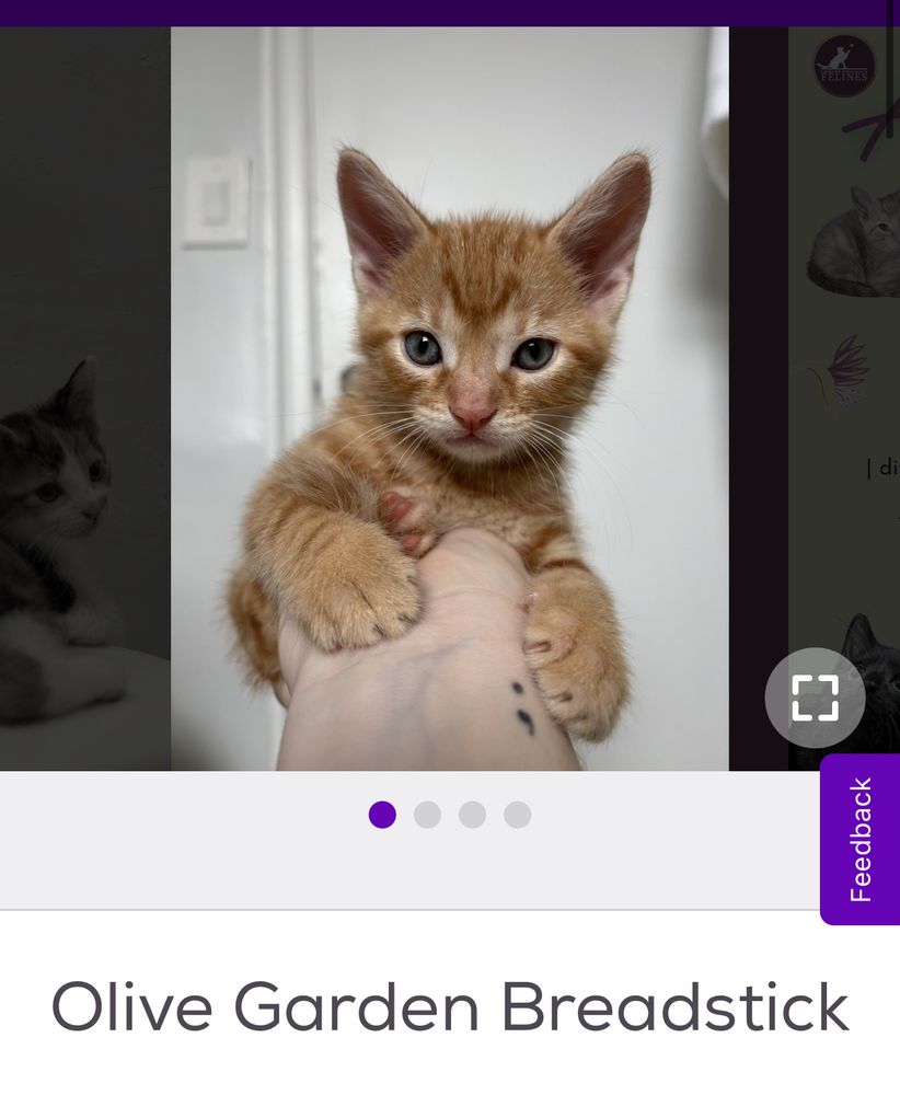 a small orange kitten named Olive Garden breadstick is held up for a photo 