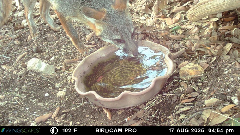 The Gray Fox is enjoying a sip of water with its ears pulled back and beautiful brown eyes open.