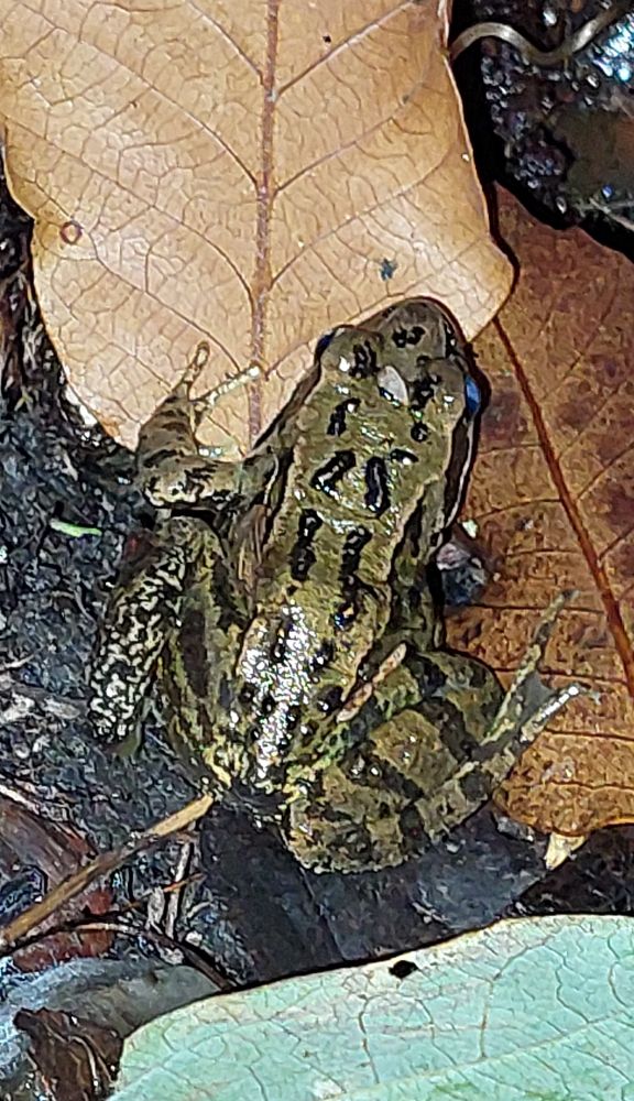 Amphibian activity in the leaf litter at dusk. A beautifully marked dark green Frog with black streaky markings is foraging among the fallen green and brown leaves.