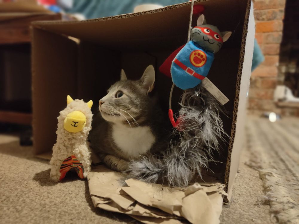 A grey and white tabby cat in a cardboard box with a toy llama and a supercat toy. 