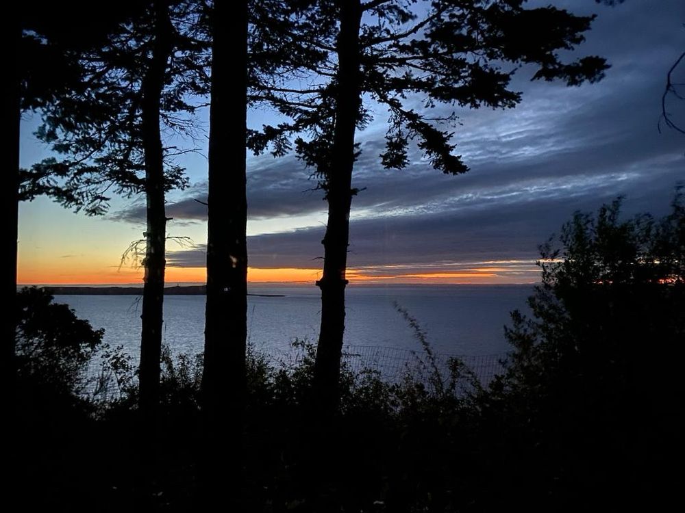 A view of the sun setting creating a rainbow effect in the sky in the background. Three tall tree trunks are clustered near each other and lots of plants growing in the foreground.