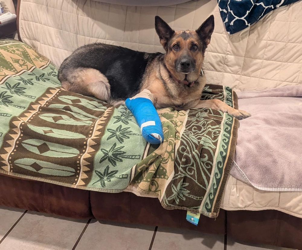 A German Shepherd with her front leg bandaged and splinted, sitting comfortably on a couch.