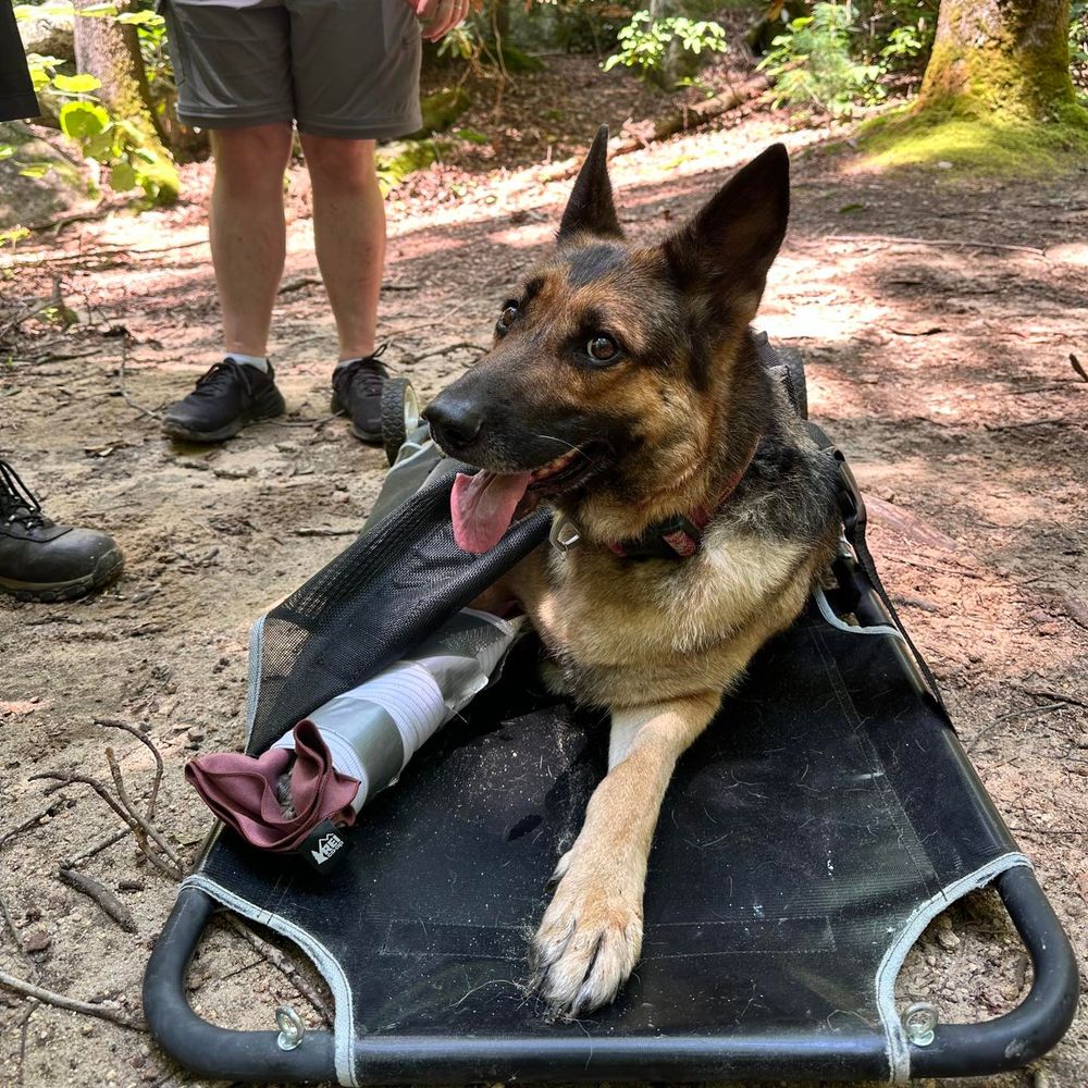 Koko the most patient German Shepherd ever on a stretcher in the woods with her bandaged front leg. 