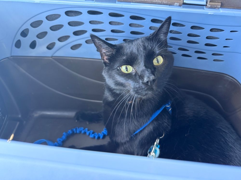 A black cat stares at the camera from his carrier. His eyes are slitted and he is not happy.