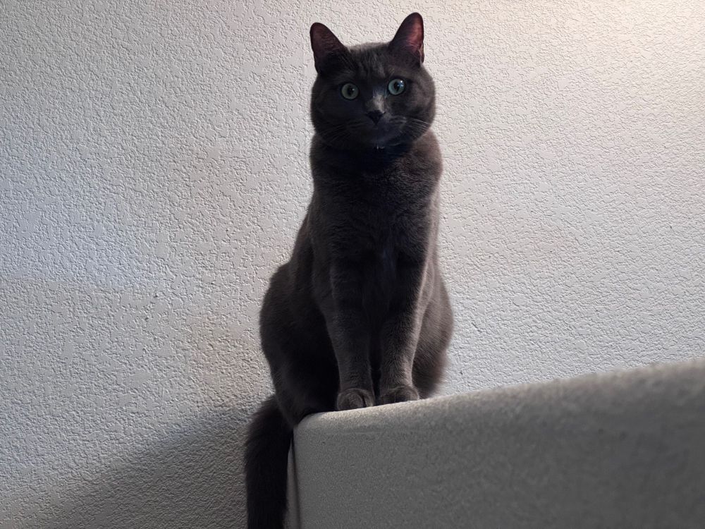 A grey cat staring at the camera with a serious expression while sitting on a white wall.