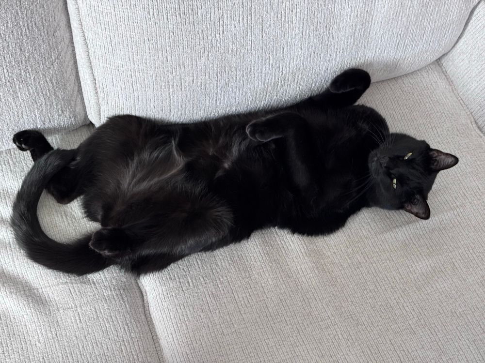 A black cat lay on his back on a couch with his underside exposed. His eyes are partially open and his face expresses unamusement.