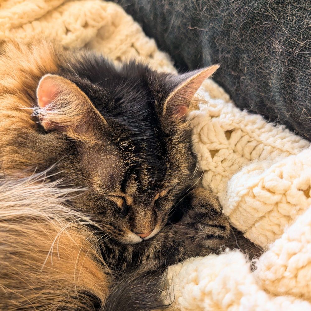 close up of my brown ticked tabby cat Pearl curled up asleep on a cream colored crocheted blanket next to a dark green pillow; the blanket is gathered around her so she can stay extra warm without being under the blanket (which she doesn't like) 