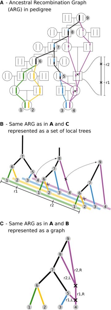 The Promise of Inferring the Past Using the Ancestral Recombination Graph