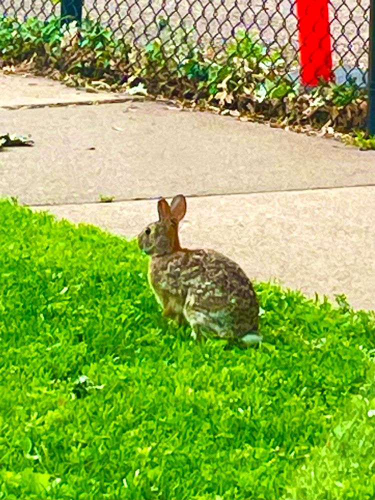 A brown rabbit in the grass next to a sidewalk and chain link fence in and urban area sitting upright and alert.