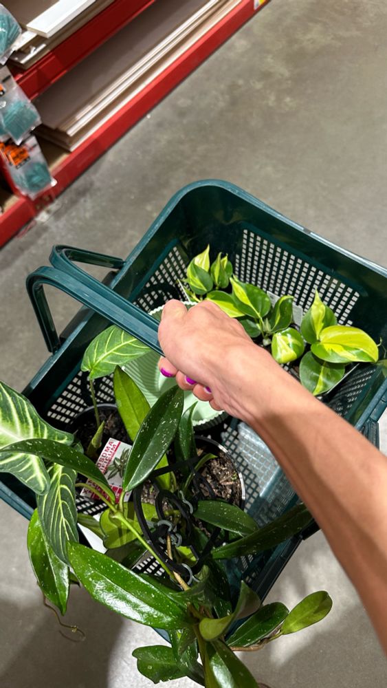 A shopping basket containing different types of indoor plants – including a hoya carnosa, a xanthosoma magnificum, and several starter-size philodendron brasil.