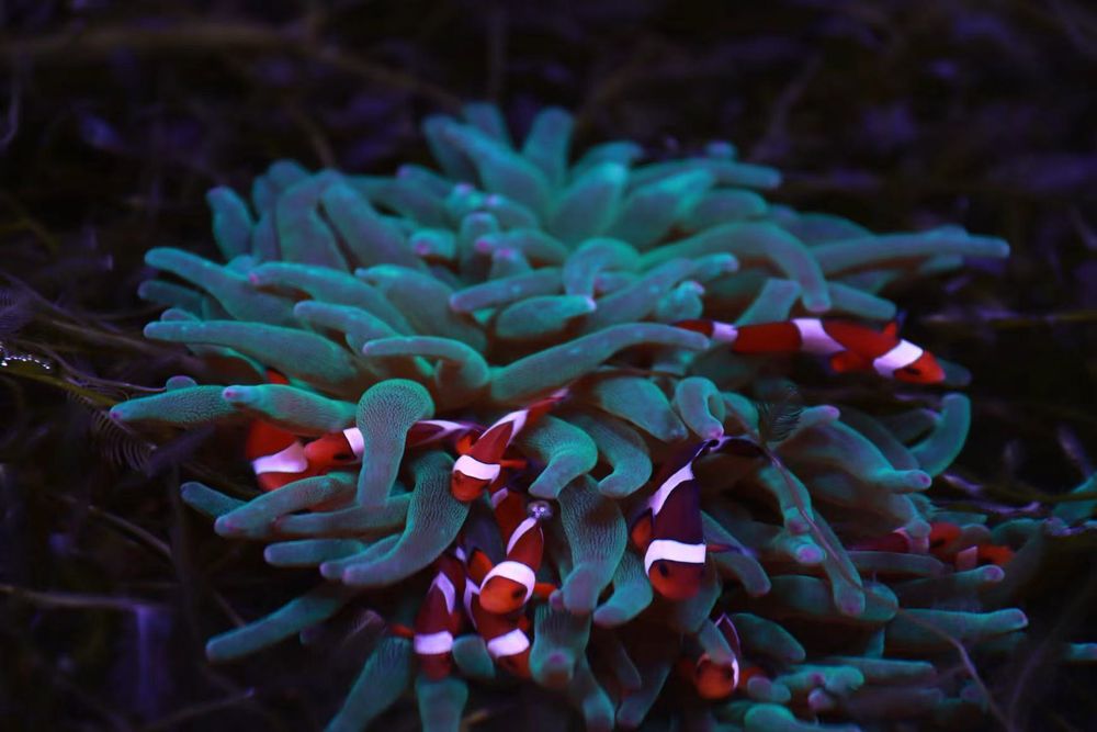 Clown fish in a breeding aquarium