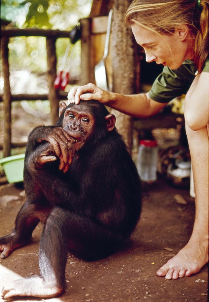 Chimpanzee sitting on the ground is being pet by a young blonde woman, Jane Goodall. 