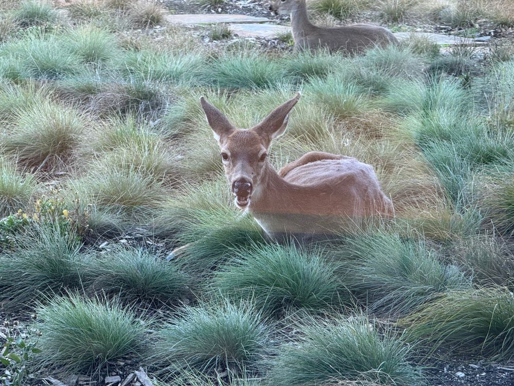 Deer ruminating and chewin cud