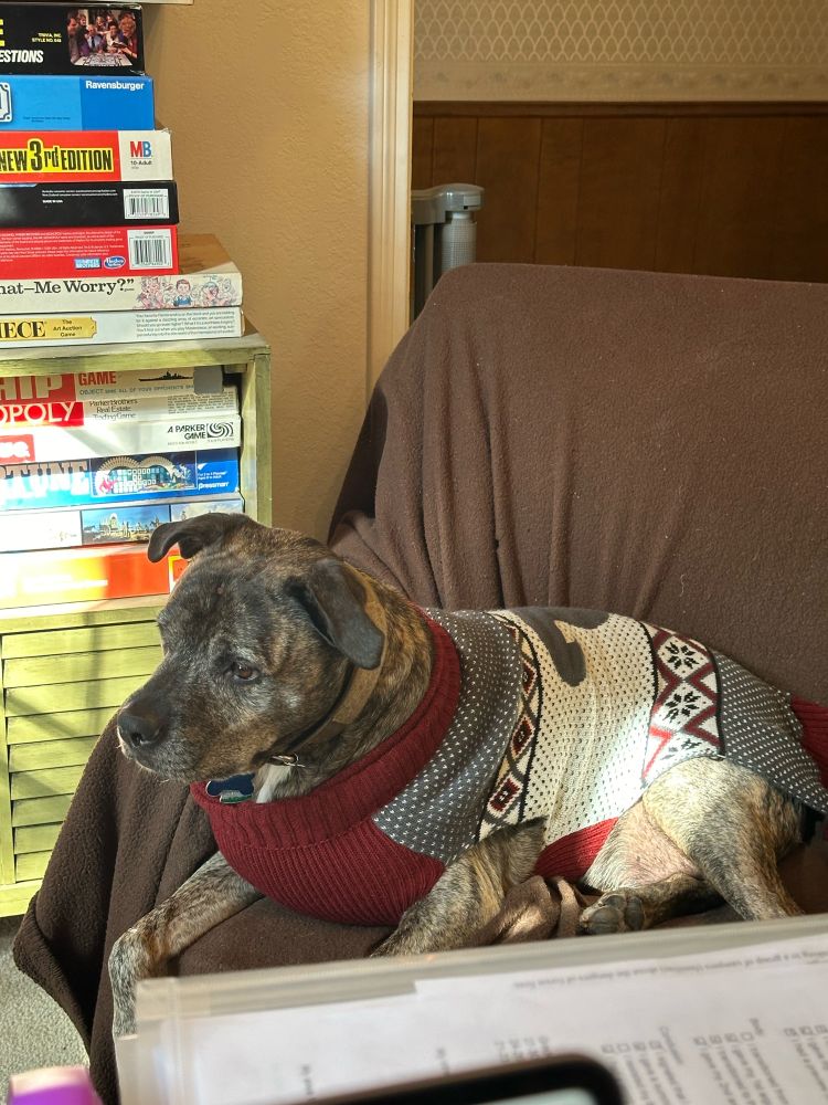 My dog Atticus, the OG, with his sweater. 