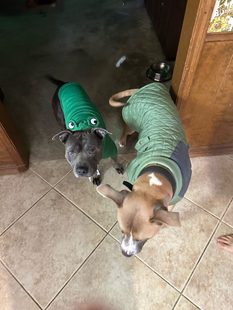 My dogs, Tim Curry and Mahomes, rocking their new outfits. 
