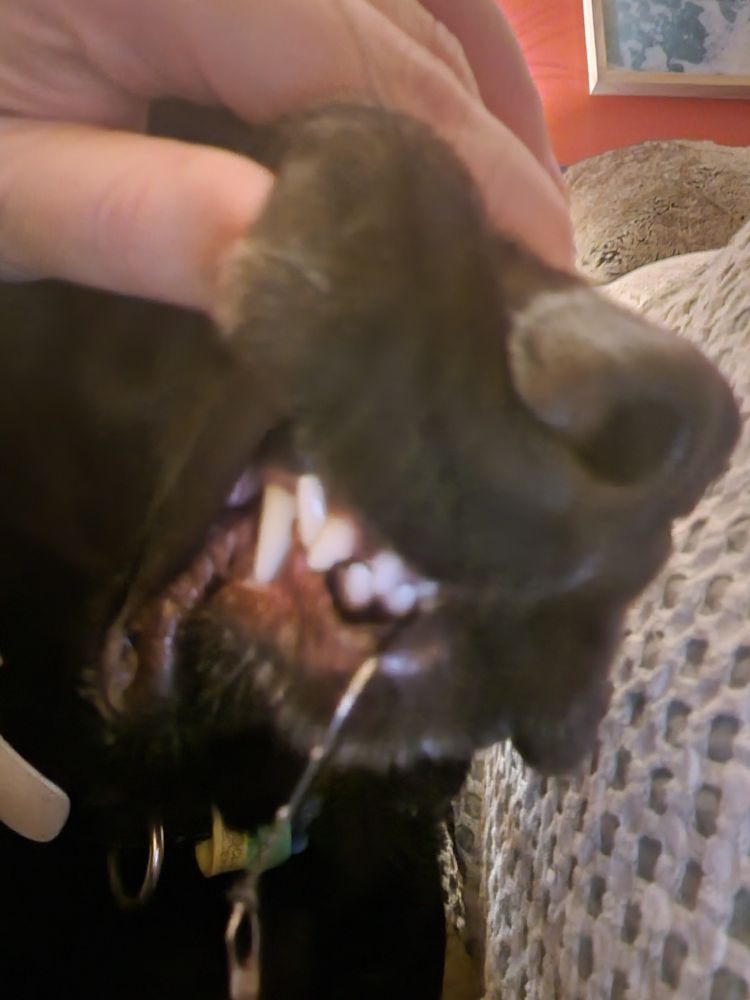 Dog with a fish hook in her mouth