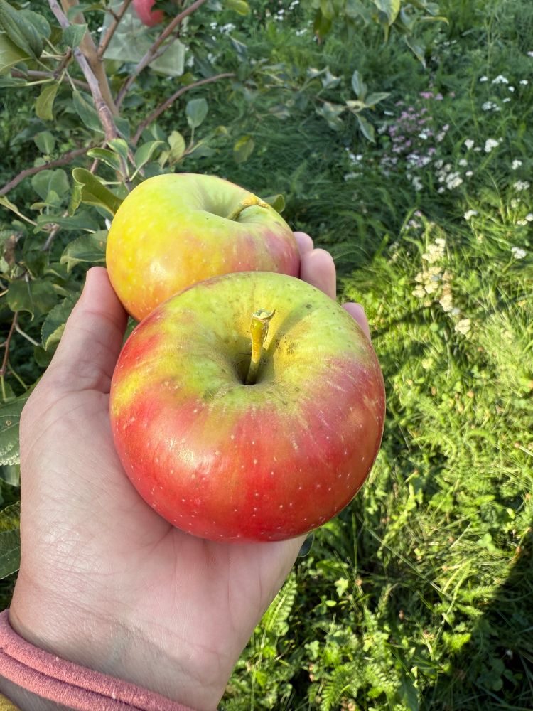 Hand holding two red and yellow honey crisp apples in front of a clover and yarrow bee lawn. 