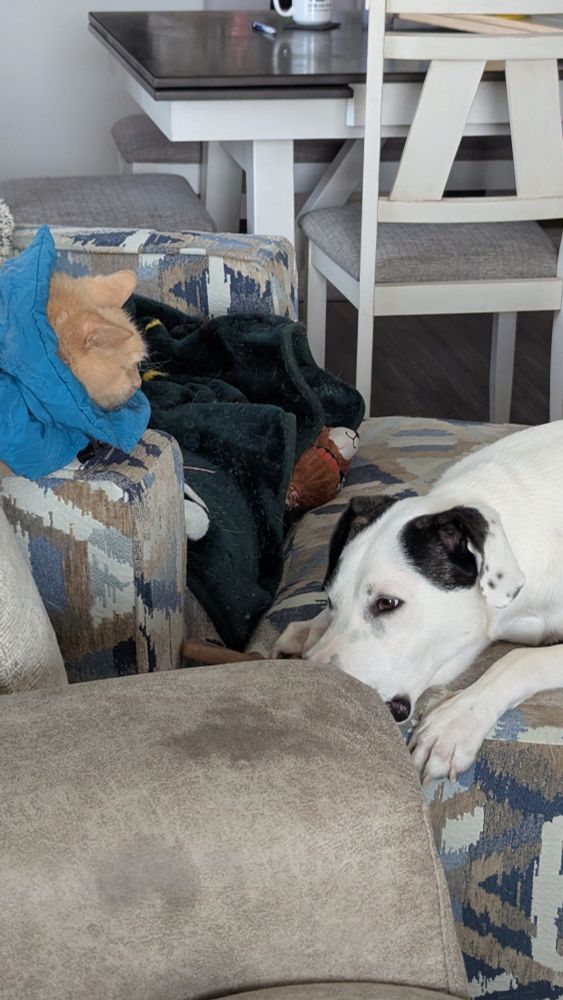 Black and white dog lays on an ottoman looking sad while an orange cat lays on the arm of a chair. 