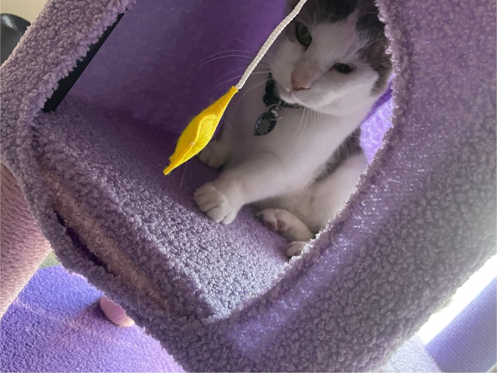 harper, a gray and white cat in his purple moonlight cat tree by happy and polly