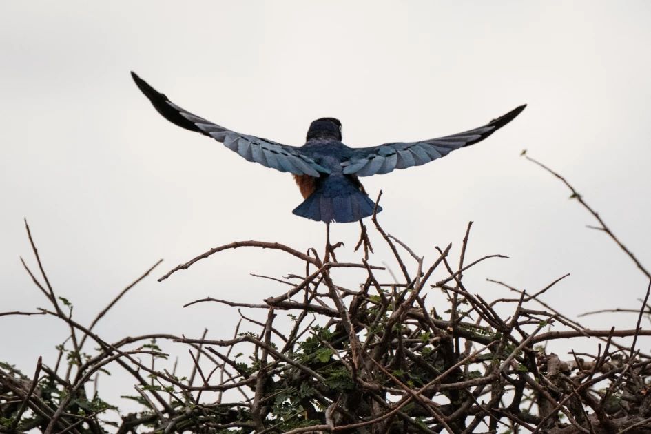 Reviving Samburu Rangelands with tech innovation to measure carbon footprints