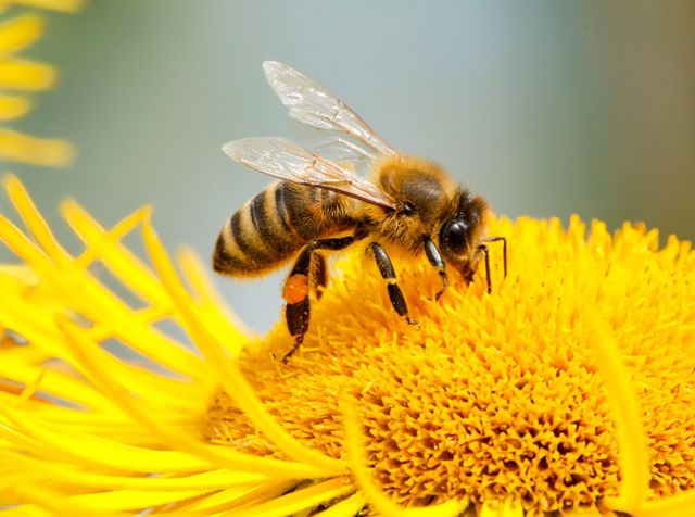 Rising heat, shrinking habitats: Insects face hidden threats