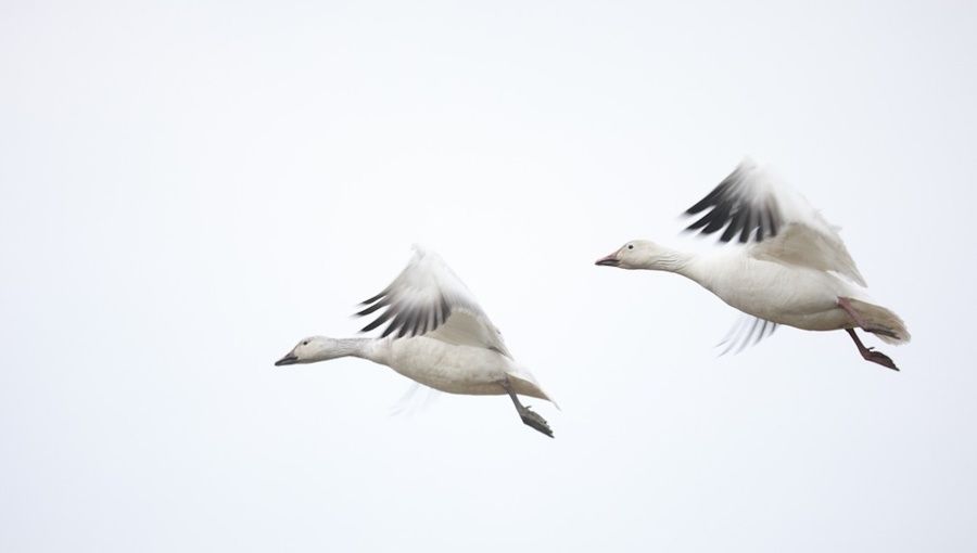 Bird flu outbreak forces closure of Skopje Zoo