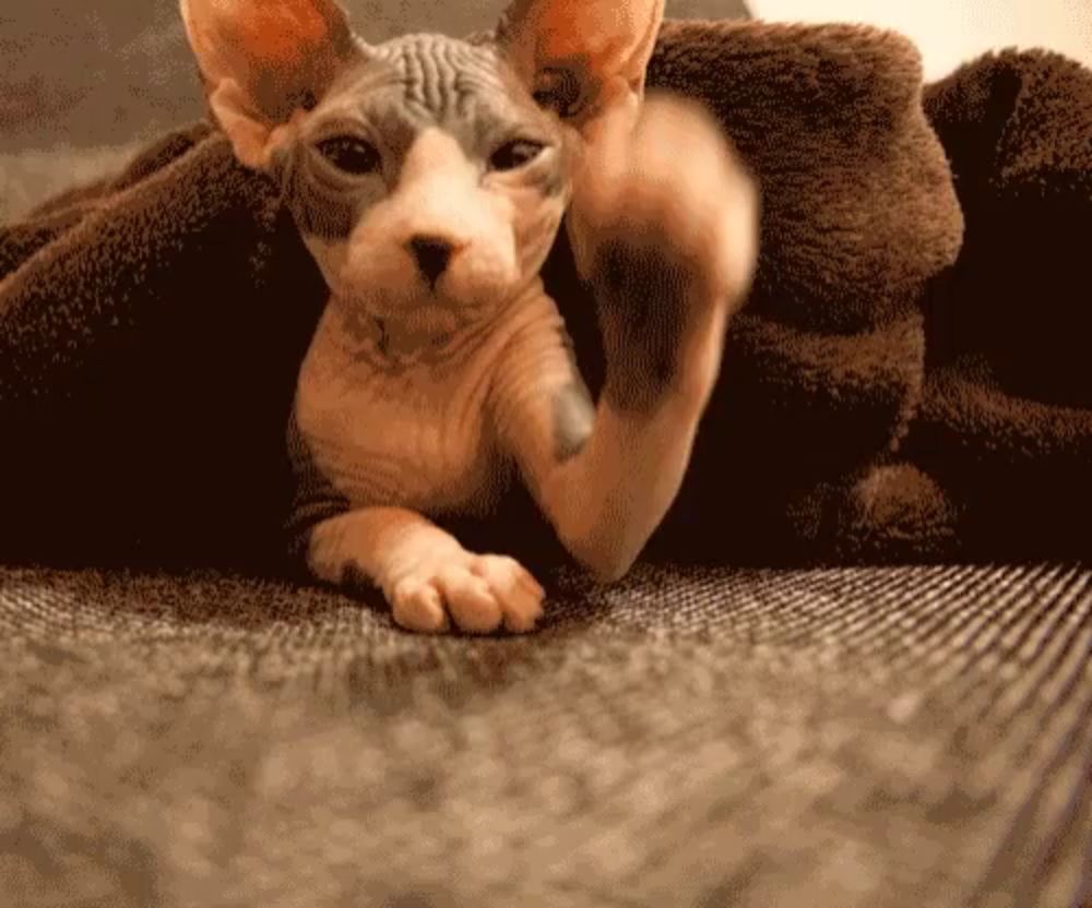 Hairless Cat Sphynx Cat GIF