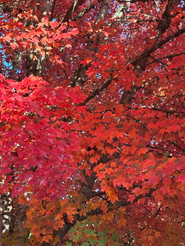 A beautiful tree in fall colors - orange and red.