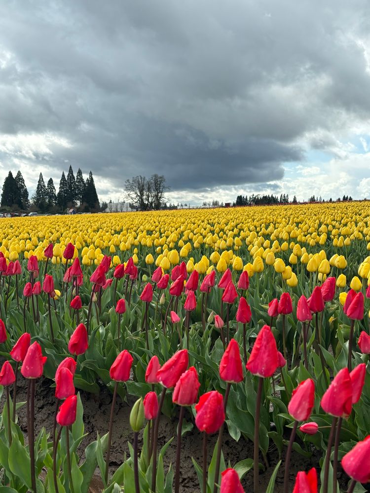A field of red and yellow tulips. 