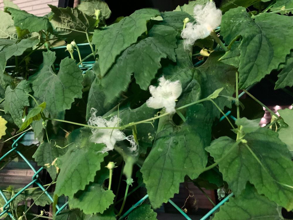 カラスウリの花です