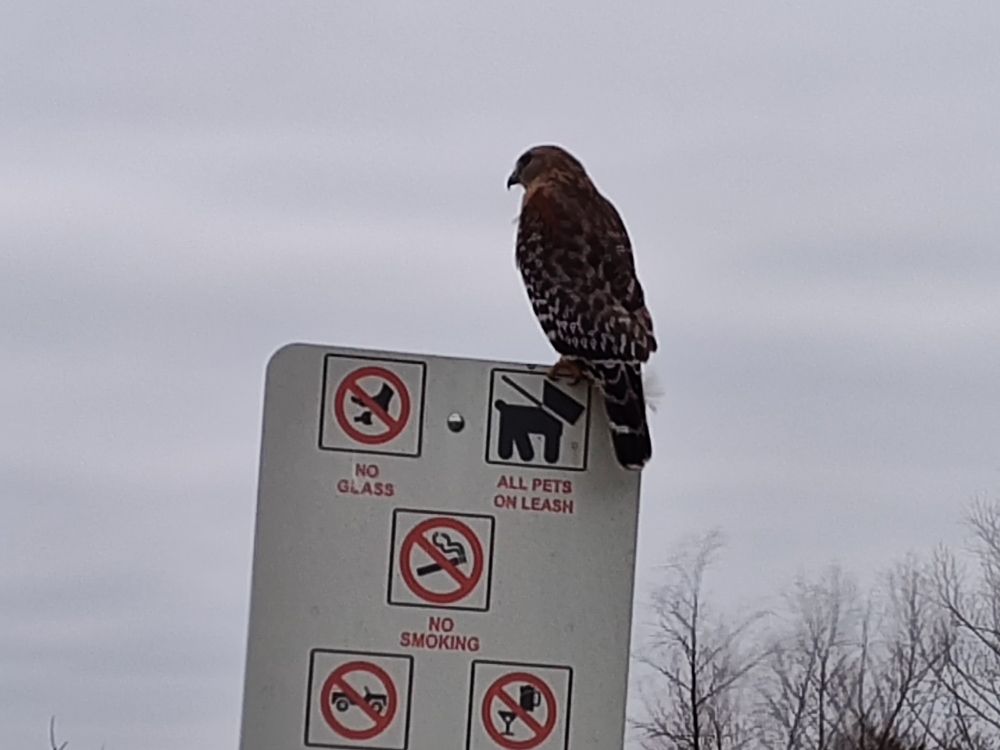 Red shouldered hawk on a sign telling what is not allowed in the park