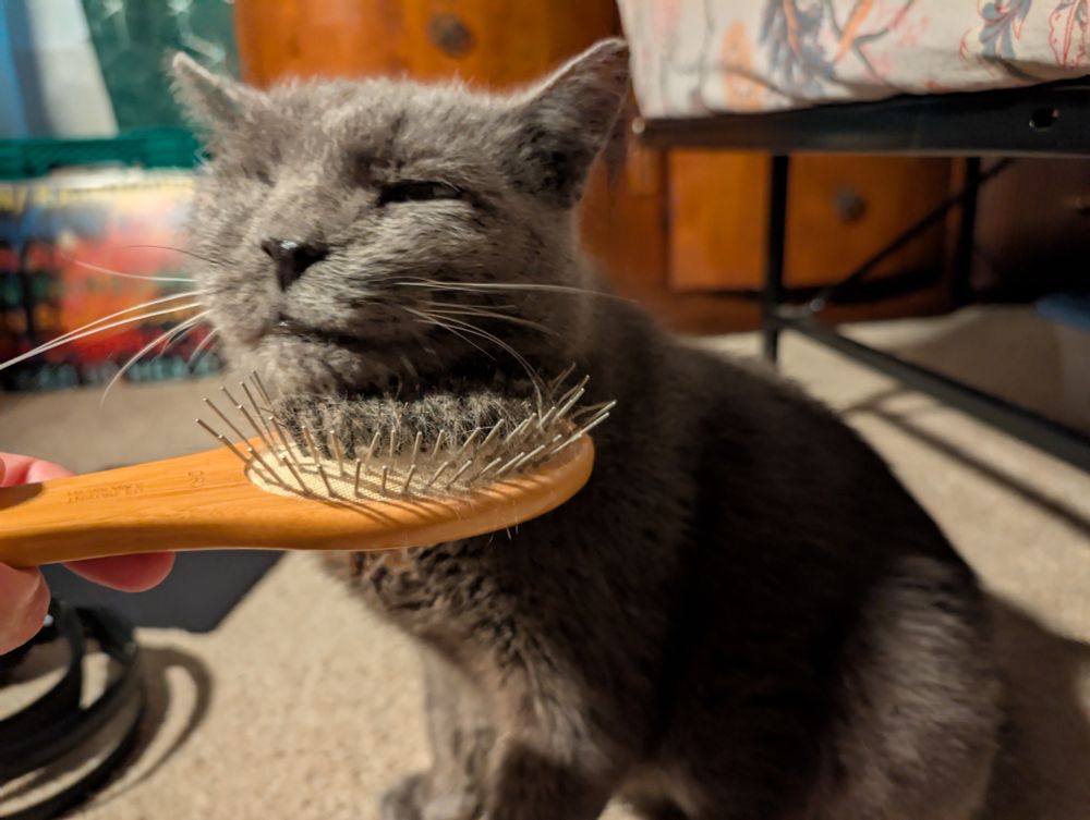 A grey cat loving his chin brushing