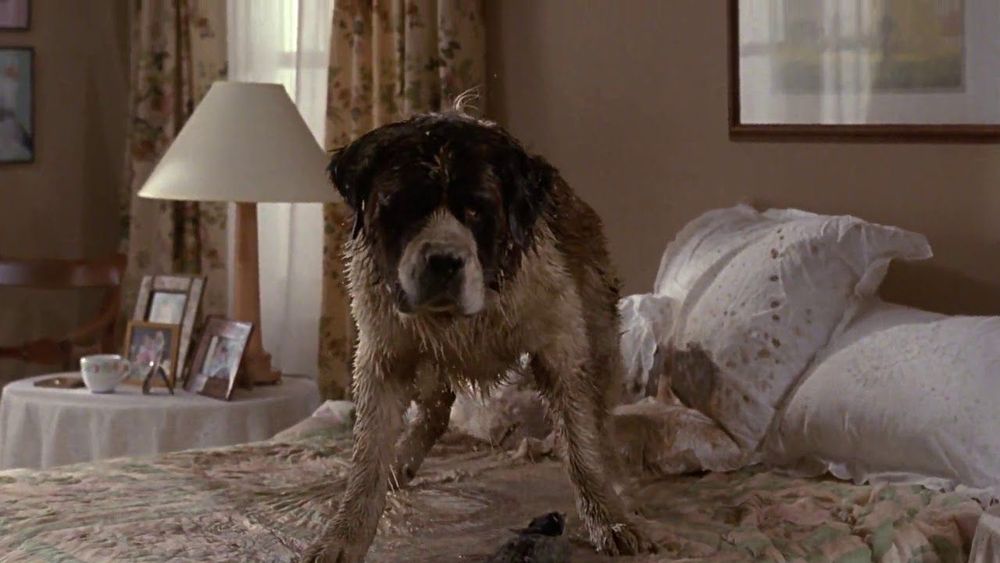 The.dog Beethoven very dirty on a bed