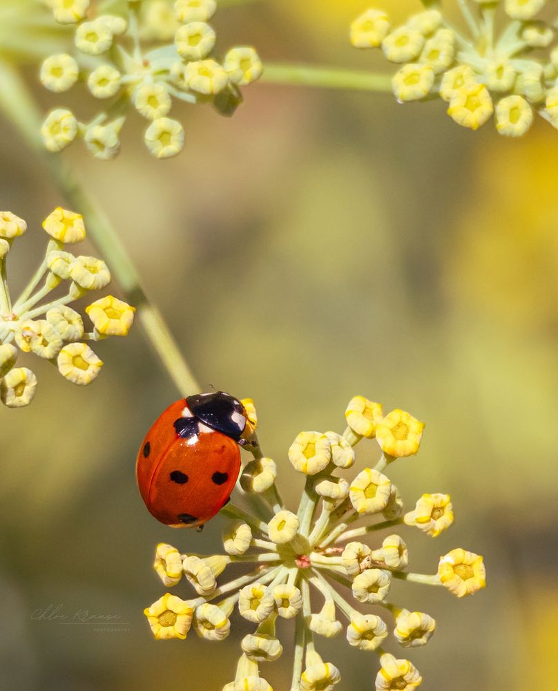 Macro photo of a seven-spotted ladybug on yellow flowers. 