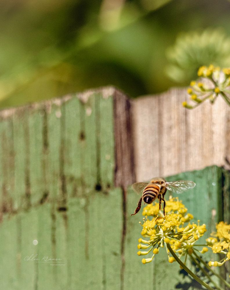 A flying honeybee photographed from behind, as it prepares to land on yellow flowers. A textured green fence is out of focus in the background. 