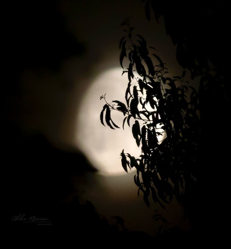 Silhouetted tree branches in front of an out of focus waxing gibbous moon. 