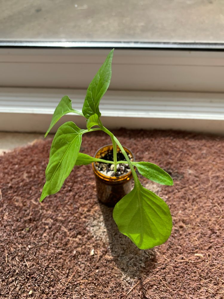 Growing even more bell Pepper sprout 🫑 🌱 