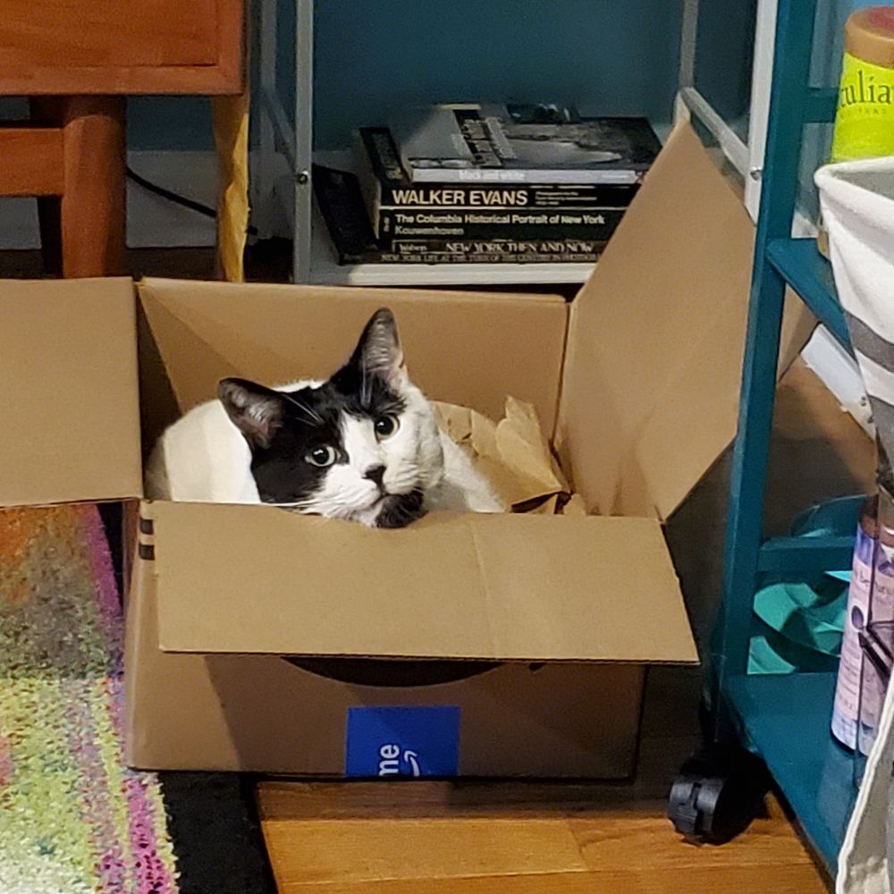 A cow cat lies in an Amazon box, staring manically at me.