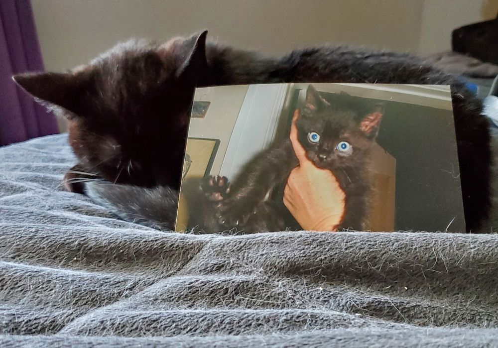 A small, 20-year-old black cat naps with a photo of herself at age 5 weeks. 