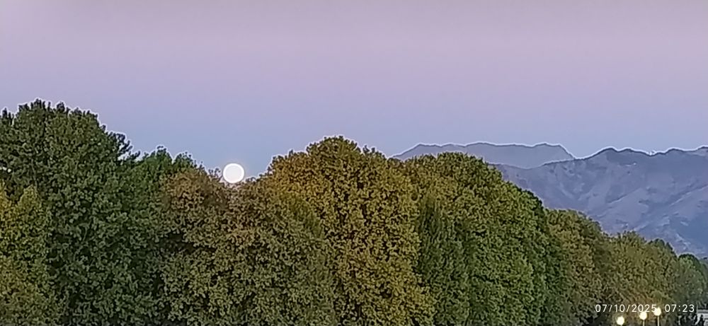 Foto di luna al tramonto tra gli alberi