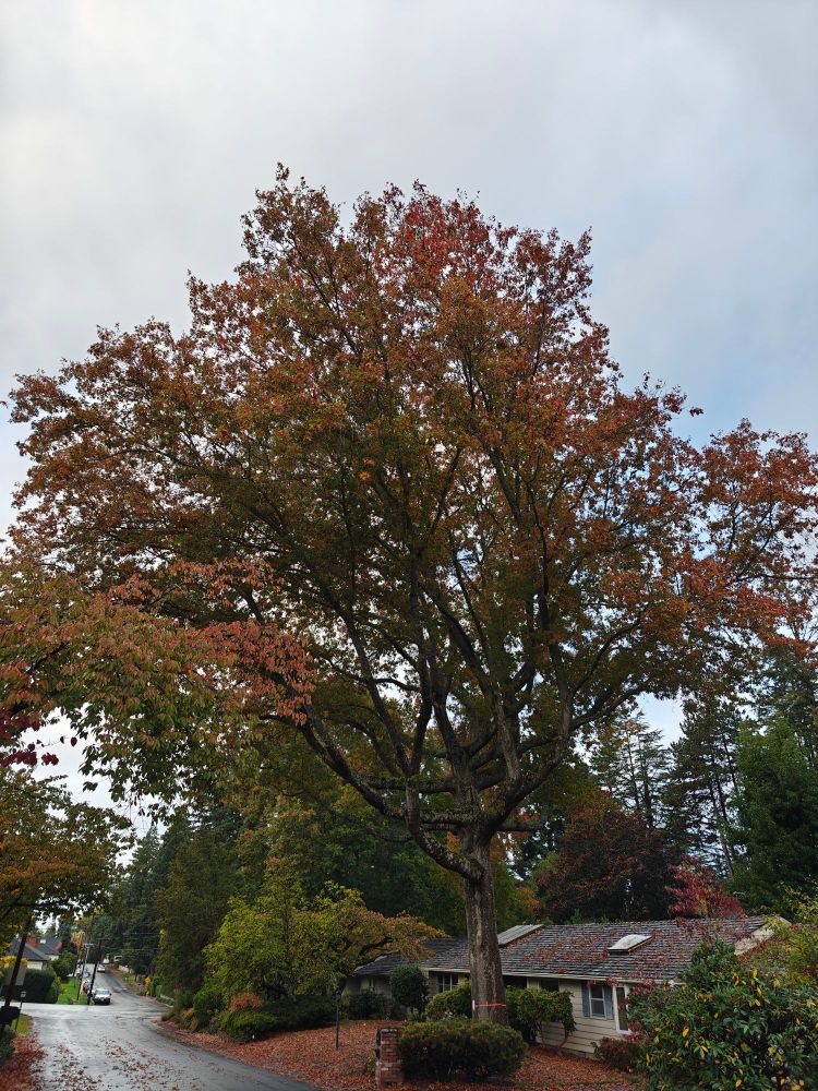 A giant old tree stretching up and over a street.