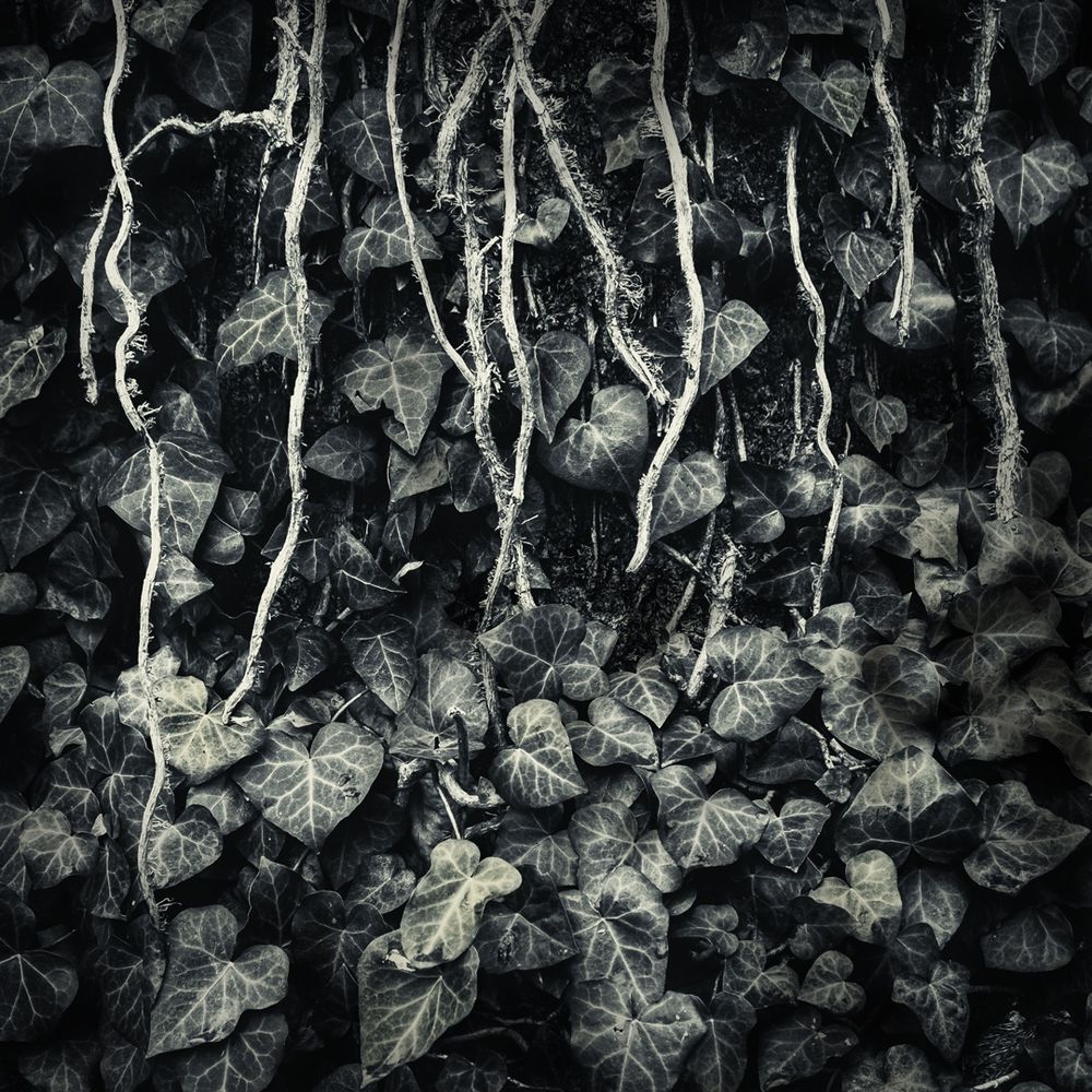 Invasive vines wrapped around a tree.