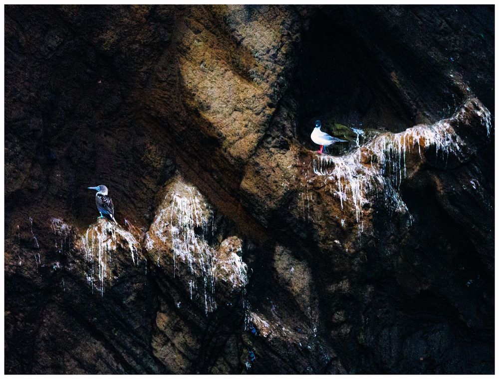 The photo shows two blue-footed Boobies, a distinct marine bird native to the Galapagos Islands in Ecuador, in their cliffside nesting area. The overhanging rocks are covered  and dripping with bird guano. One bird is turned away from the other. It seems as though the bird looking away is being scolded by the other bird. The caption of the photo is "I told you. Wipe your feet!"